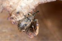 Trichopterapion holosericeum