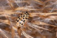 Anisosticta novemdecimpunctata