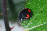 Exochomus quadripustulatus