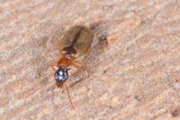 Philorhizus melanocephalus