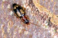 Dromius quadrimaculatus