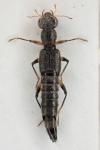 Stenus solutus