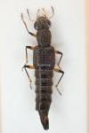 Stenus cicindeloides