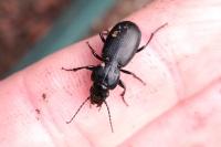 Pterostichus