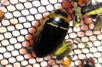 Hydaticus transversalis