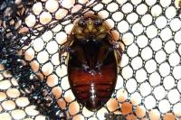Hydaticus transversalis