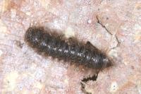 Lagria hirta