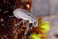 Sitona striatellus