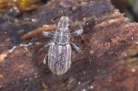 Sitona striatellus
