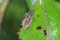 Polydrusus marginatus