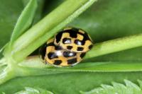 Propylea quatuordecimpunctata