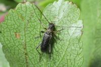 Grammoptera ruficornis