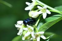 Chrysochus asclepiadeus