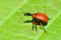 Apoderus coryli