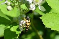 Rutpela maculata