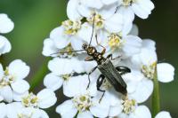 Oedemera flavipes