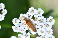 Oedemera podagrariae