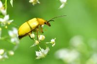 Cteniopus sulphureus