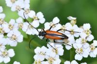 Stenurella melanura