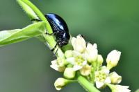 Chrysochus asclepiadeus
