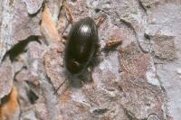 Nalassus laevioctostriatus