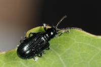 Oulema gallaeciana