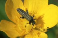 Oedemera virescens
