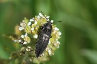 Cidnopus pilosus
