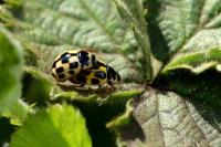Propylea quatuordecimpunctata