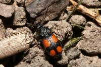 Panagaeus bipustulatus
