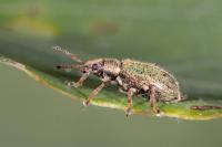 Phyllobius betulinus