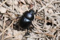 Anoplotrupes stercorosus