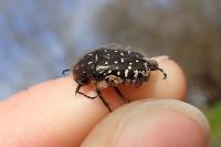 Oxythyrea funesta