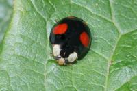 Harmonia axyridis