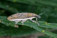 Lixus ochraceus