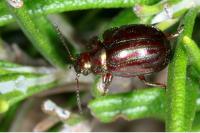 Chrysolina americana