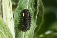 Galeruca tanaceti
