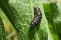 Galeruca tanaceti