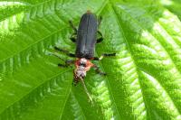 Cantharis rustica