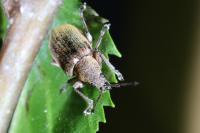 Phyllobius pyri