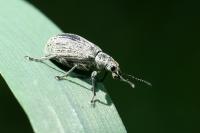 Phyllobius pomaceus