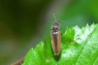 Athous vittatus