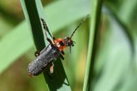 Cantharis rustica