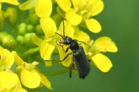 Malachius bipustulatus