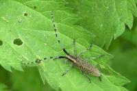 Agapanthia villosoviridescens