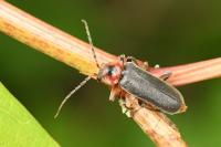 Cantharis rustica