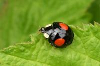 Harmonia axyridis