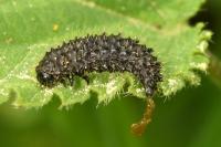 Galeruca tanaceti