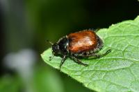 Phyllopertha horticola