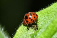 Subcoccinella vigintiquatuorpunctata